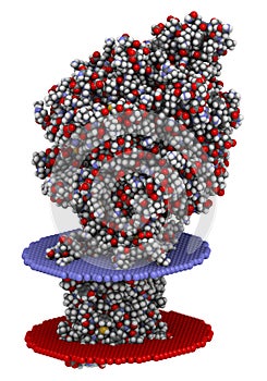 Mitochondrial complex II (succinate dehydrogenase, avian) Enzyme. Participates in citric acid cycle and electron transport chain.