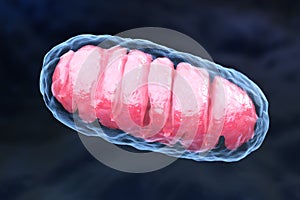 Mitochondrion