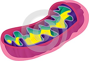 Mitochondrion