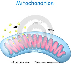 Mitochondrion anatomy. Structure of cell organelle