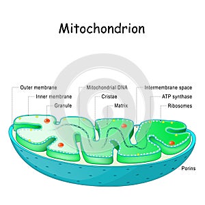 Mitochondrion anatomy. Structure, components and organelles.