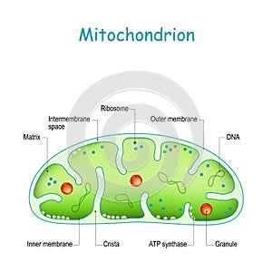 Mitochondrion anatomy. Structure, components and organelles photo