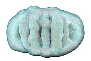 Mitochondrion, cellular ogranelles which produce energy photo