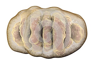 Mitochondrion, cellular ogranelles which produce energy photo