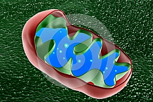 Mitochondrion cross section photo