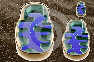 Mitochondrion cross section photo