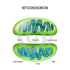 Mitochondrion. cross-section and structure mitochondrion organelle photo