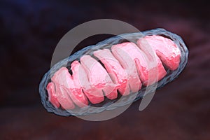 Mitochondrion photo