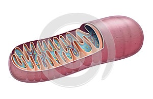 A mitochondrion is a double-membrane-bound organelle found in most eukaryotic organisms