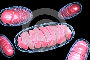 Mitochondrion photo