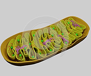 Mitochondrion organelles with dna strands photo