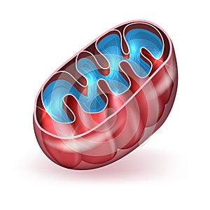 Mitochondrion photo