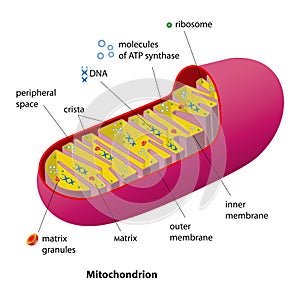 Mitochondrion scheme