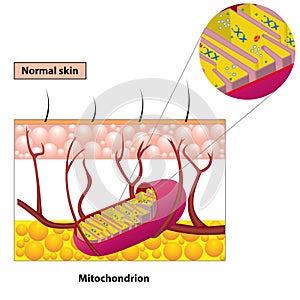 Mitochondrion scheme photo