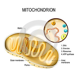 Mitochondrion. vector diagram photo