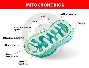 Mitochondrion vector illustration