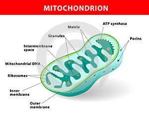 Mitochondrion vector illustration photo