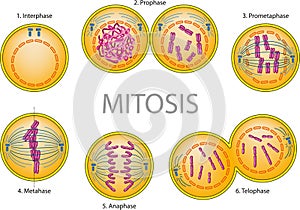 Mitosis