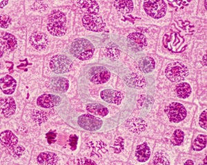 Mitosis. Anaphase y prophase