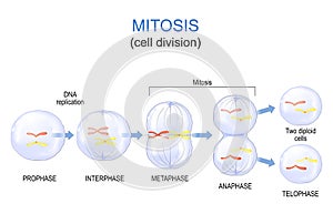 Mitosis cell division