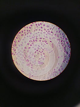 Mitosis cell division. Animal eukaryotic cell. Painted purple, seen in an optic microscope