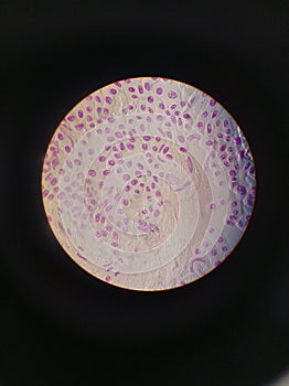 Mitosis cell division. Animal eukaryotic cell. Painted purple, seen in an optic microscope photo