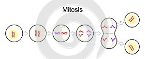 Mitosis. Cell division. Asexual reproduction photo