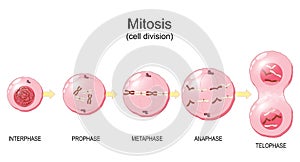 Mitosis. Cell division cycle