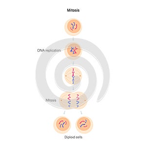 Mitosis cell division. photo