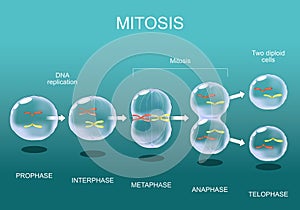 Mitosis. Cell division photo