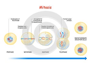 Mitosis. cell division stages