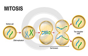 Mitosis. photo