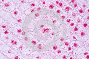 Mitosis cell in the Root tip of Onion under a microscope.