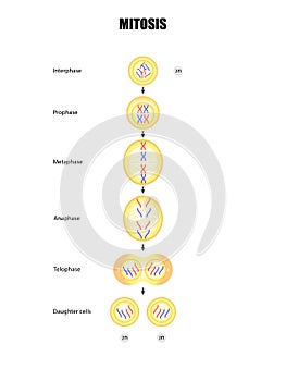 Mitosis diagram, Cell division