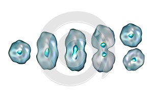 Mitosis. Diagram of the mitotic phases.