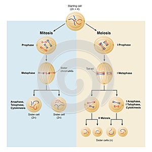 Mitosis and meiosis differences