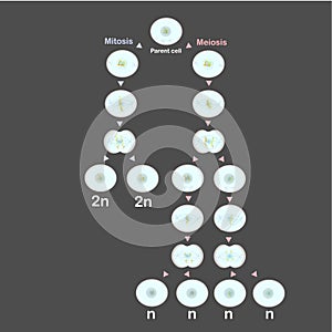 Mitosis and meiosis scheme design element stock vector illustration for education, for medical,