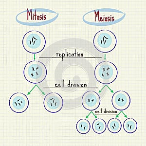 Mitosis and meiosis photo