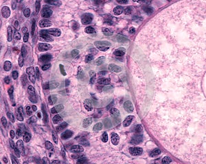 Mitosis. Ovarian follicle photo