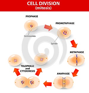 Mitosis. process cell division