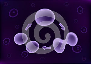 Mitosis, the process of cell division and multiplication