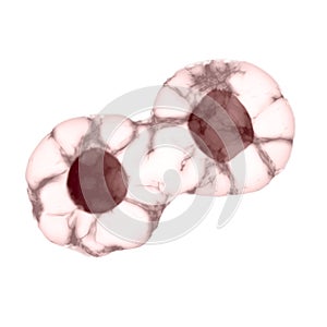 Mitosis, The Process Of Cell Division And Multiplication