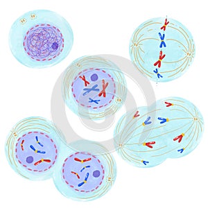 Mitosis, a process of cell duplication