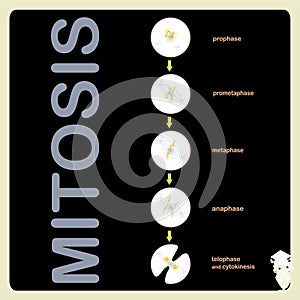 Mitosis scheme cell cycle division. Object isolated for education, for medical art object stock