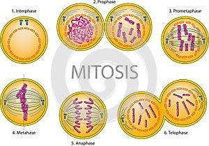 Mitosis photo