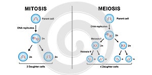 Mitosis VS Meioisis