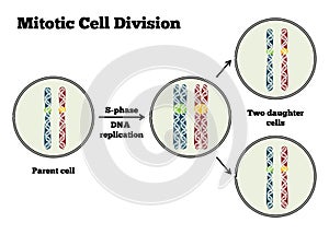 Mitotic Cell Division