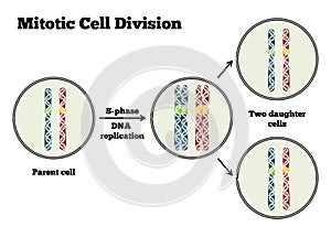 Mitotic Cell Division photo