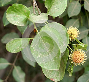 Mitragyna parvifolia, Sirakadambu