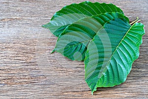 Mitragyna speciosa Korth Kratom is drug from plant